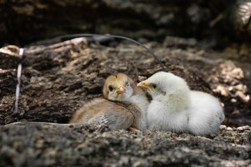 Two or twin of little chicks brown and white color playing on the woods farm, Close up both of chicks or newborn of chicken.