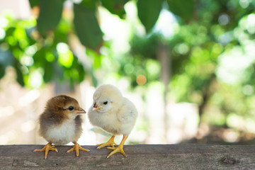 Two or twin of little chicks brown and yellow color stand on the wood in a farm and blur green nature background, Close up both of chicks or newborn of chickens but one of two have mouth disease.