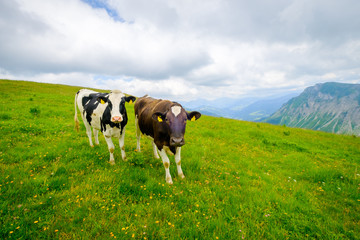 Small herd of cows graze in the Alpine meadow in Switzerland