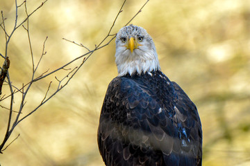 Direct Stare of a Bald Eagle