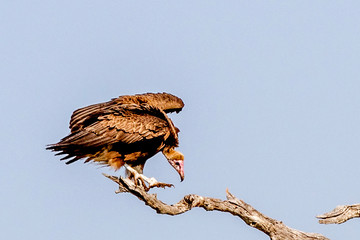 Vulture Perched on Tree Limb