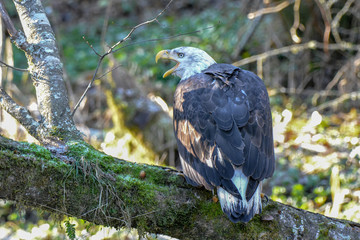 Screeching Bald Eagle at Squamish BC