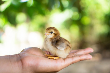 Little chicken new born in your hand on green nature background