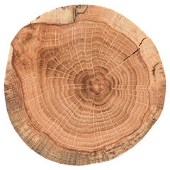 Piece of circular wood stump with cracks and growth rings. Oak tree slab texture isolated on white background