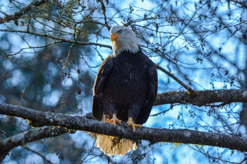 Bald Eagle at Squamish BC