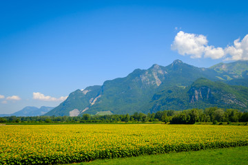 Sunflower field and mountains at summer in Switzerland