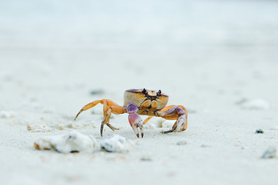 Small crab crawling on stony ground
