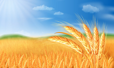 Summer landscape with a field of ripe wheat, and hills and dales in the background © vectorgoods