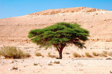 Umbrella Thorn Acacia Acacia tortilis, Negev Israel