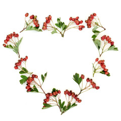 Heart shaped hawthorn berry wreath on white background. Used in herbal medicine to lower blood pressure, improve circulation and help with cardiovascular problems. Very high in antioxidants and viatmi