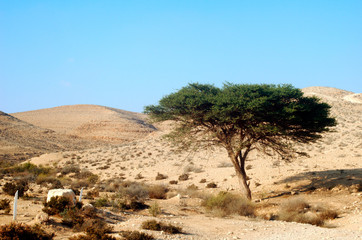 Fototapeta na wymiar Umbrella Thorn Acacia Acacia tortilis, Negev Israel