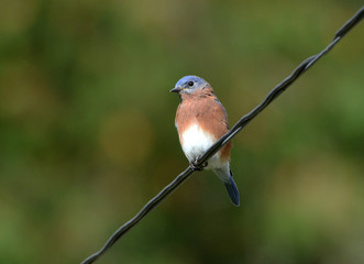 Male Eastern Bluebird