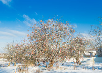 The snowy apple trees in January