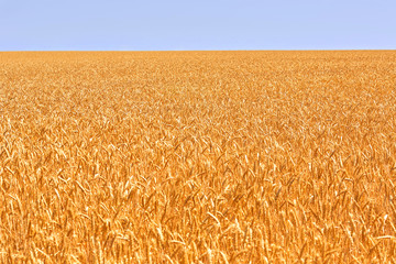 Wheat field. Ears of golden wheat. Beautiful Nature. Rural Scenery under Shining Sunlight. Background of ripening ears of meadow wheat field.