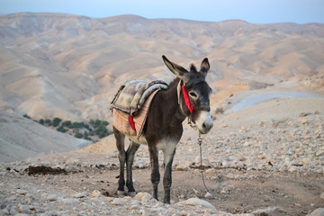 Donkey of bedouin in Mitzpe Yeriho, Westbank Israel, Judean desert, Israeli wilderness