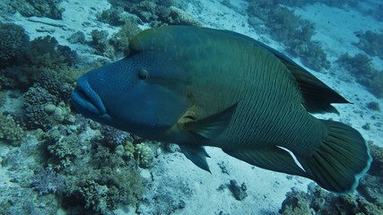 Napoleon Sharm el Sheikh