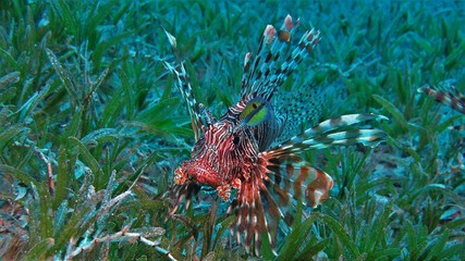 Feuerfisch Dahab Ägypten