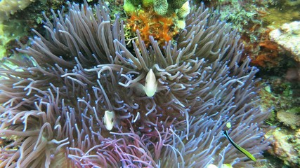 Fototapeta na wymiar Nemo Bali