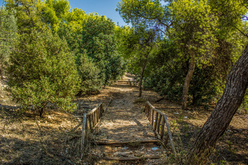 south tropic forest mountain landscape with vivid environment of green trees and blue sky, narrow lonely ground path way through wooden bridge 