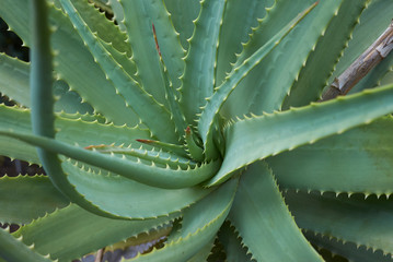 Aloe arborescens