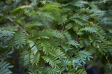 Calliandra surinamensis