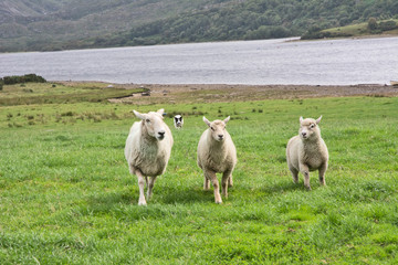 Three Wee Sheep