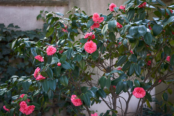 Camellia japonica