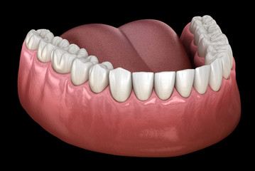 Mandibular human gum and teeth. Medically accurate tooth 3D illustration