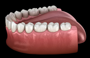 Mandibular human gum and teeth. Medically accurate tooth 3D illustration