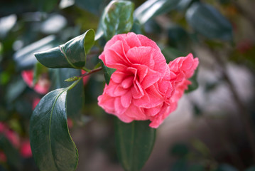 Camellia japonica