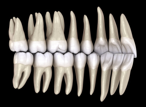 Healthy human teeth with normal occlusion from inside view. 3D Illustration