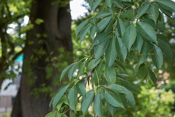 Ceiba speciosa