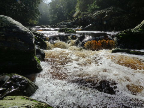 River In Tsitsikamma Forest