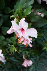 Hibiscus rosa-sinensis
