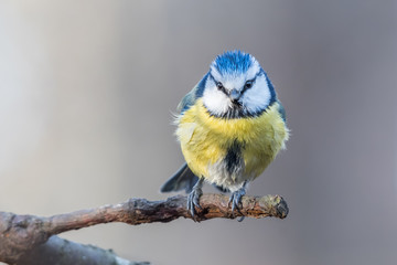 Blue tit