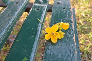 yellow flowers on a wall