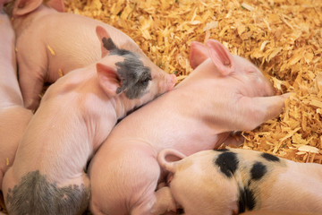 Group of sleeping piglets © Peter