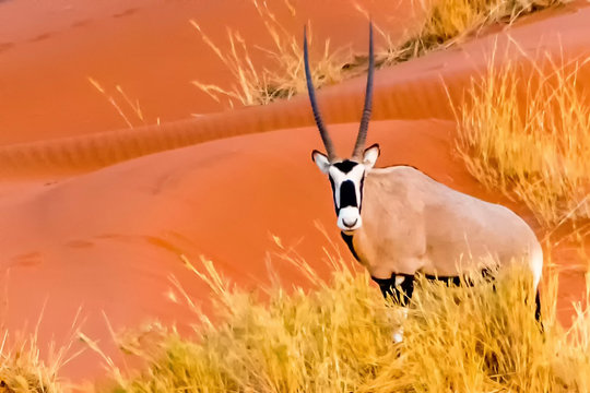 Orix in Sand Dunes