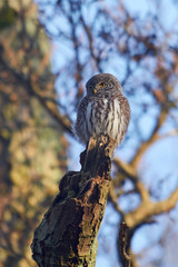 Eurasian pygmy owl (Glaucidium passerinum)