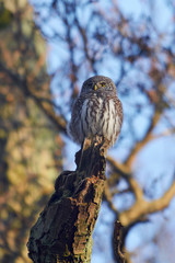 Eurasian pygmy owl (Glaucidium passerinum)