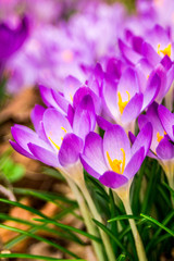 Crocus, plural crocuses or croci is a genus of flowering plants in the iris family. A single crocus, a bunch of crocuses, a meadow, close-up