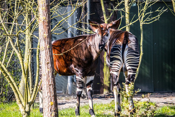 Okapi