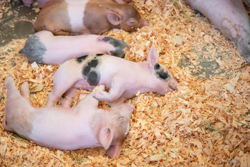 Close up on a sleeping litter of piglets in a bed of wood chips