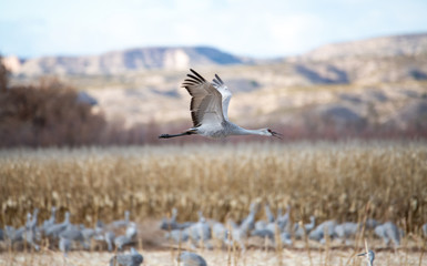 Sandhill Crane flying low over the corn field in New Mexico