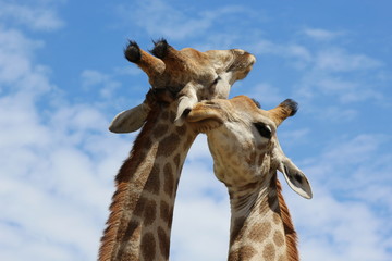 Giraffes sharing secrets