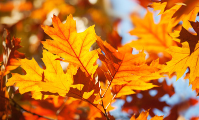 Naklejka na ściany i meble Autumn foliage background. Colorful red brown orange leaves sunny day park scene. Red oak tree branch macro view photo