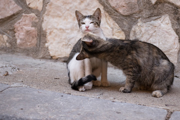 Katzenserie: Vom Flirt zu Kuss in sechs Bildern