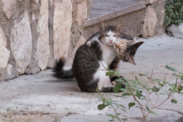 Serie Katzen in Sizilien: Katzenflirt bis Katzenkuss © KM