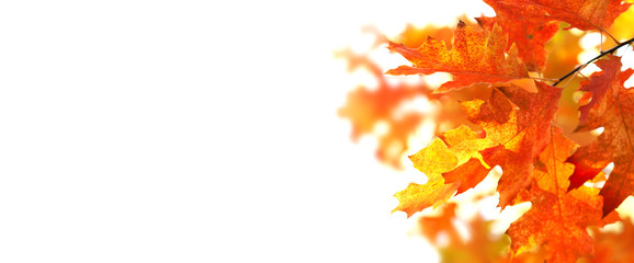 Naklejka na ściany i meble Autumn leaves red oak foliage on white background. Macro view, selective focus copy space