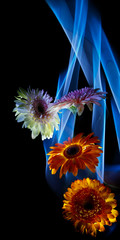 Gerberas orange and white-lilac on a multicolored  background, improvization by blue, orange and white  light in black background